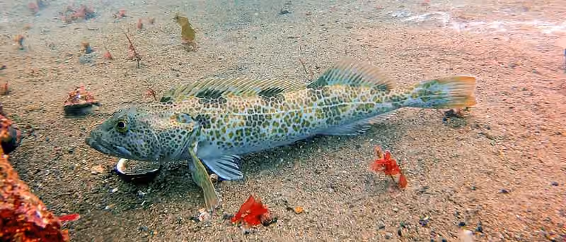 Dokumentasi Ophiodon elongatus