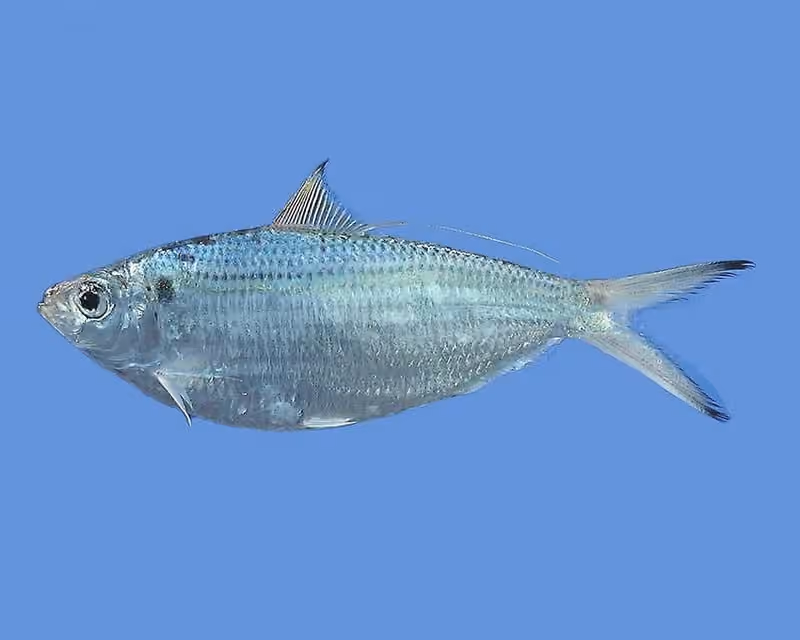 Dokumentasi Opisthonema oglinum