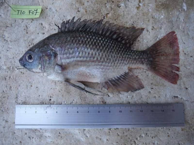 Spesimen Oreochromis esculentus dalam dokumentasi sumber.