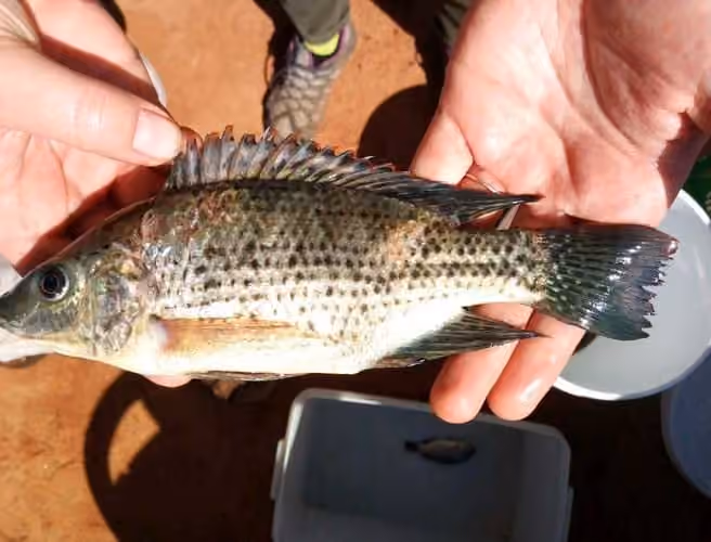 Dokumentasi Oreochromis jipe