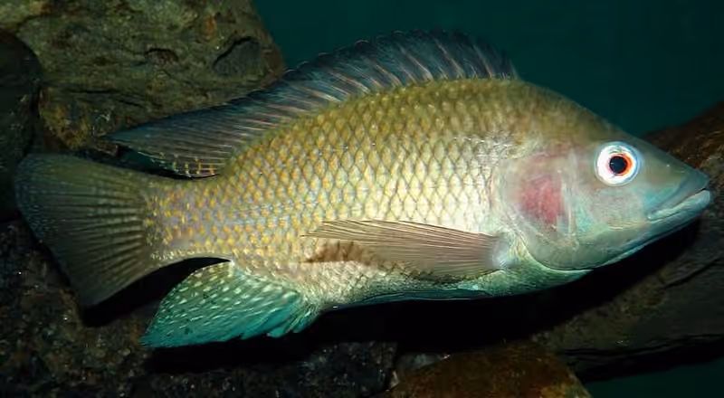 Dokumentasi Oreochromis niloticus