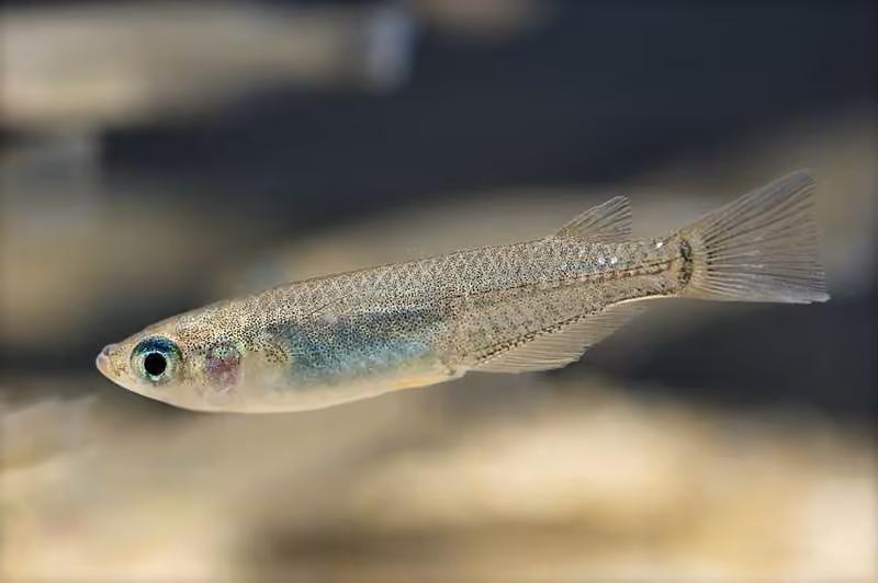 Dokumentasi Oryzias latipes