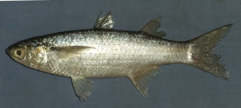 Dokumentasi Osteomugil cunnesius