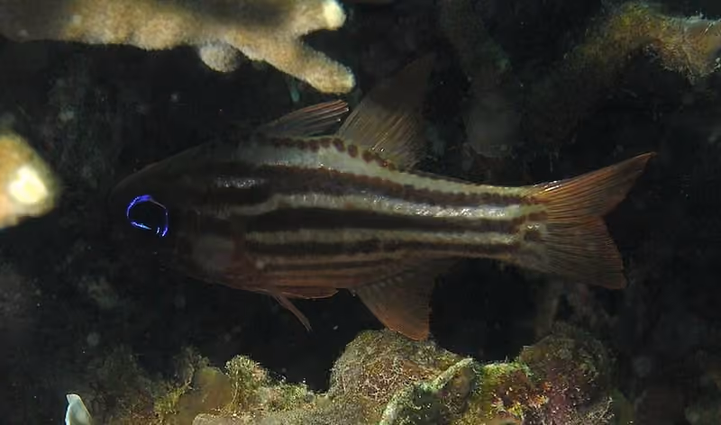 Dokumentasi Ostorhinchus compressus
