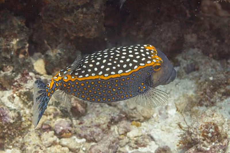 Dokumentasi Ostracion meleagris