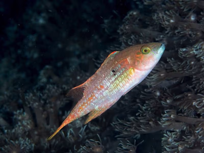 Dokumentasi Oxycheilinus bimaculatus