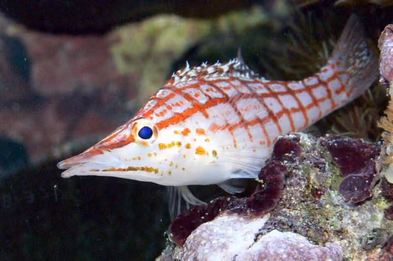 Dokumentasi Oxycirrhites typus