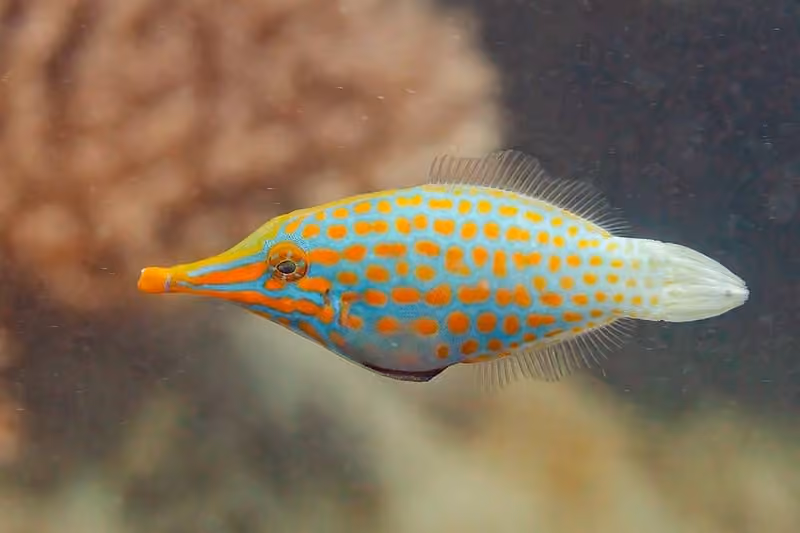 Dokumentasi Oxymonacanthus longirostris