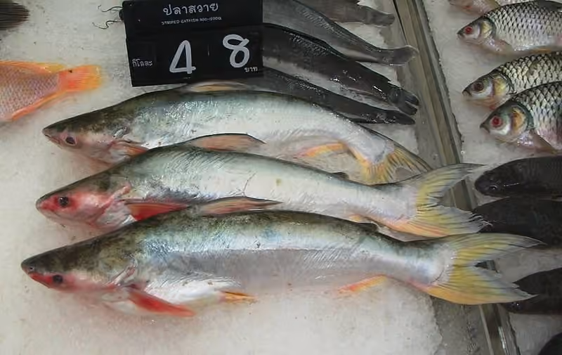 Dokumentasi Pangasius pangasius