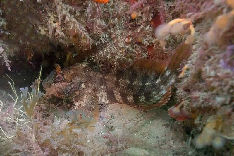 Dokumentasi Parablennius gattorugine