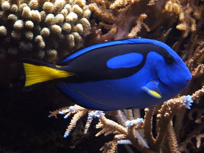 Dokumentasi Paracanthurus hepatus