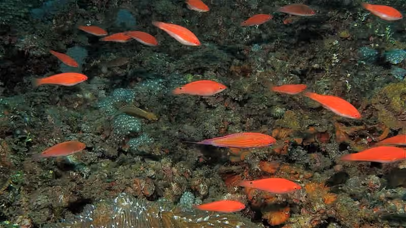 Dokumentasi Paracheilinus filamentosus