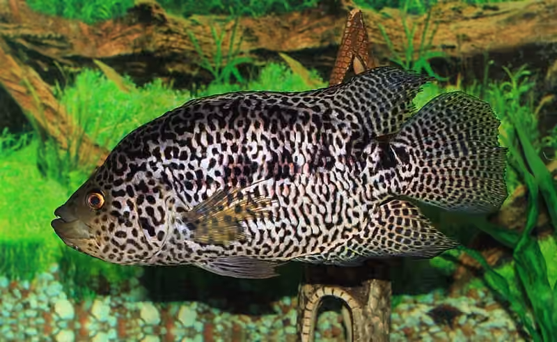Dokumentasi Parachromis managuensis