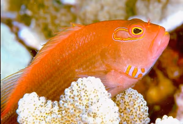 Dokumentasi Paracirrhites arcatus