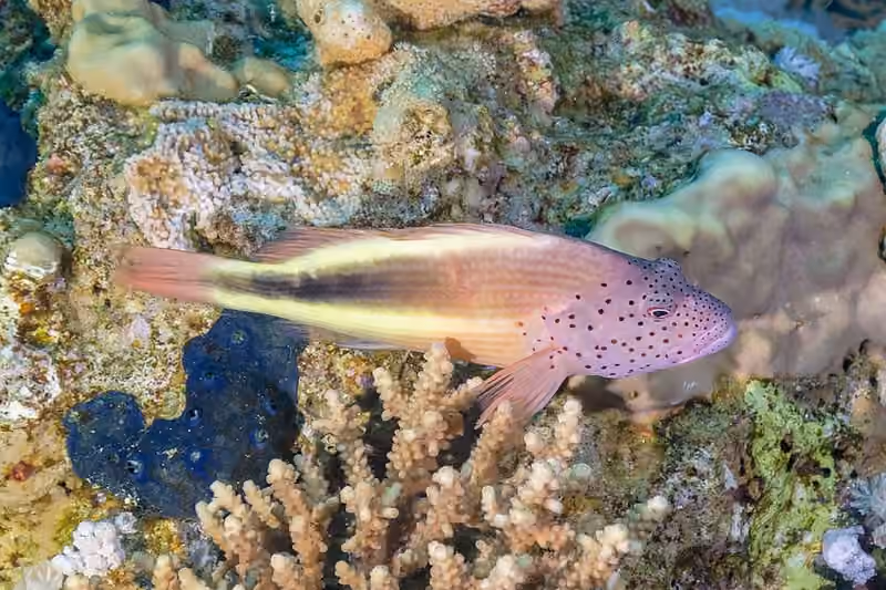 Dokumentasi Paracirrhites forsteri