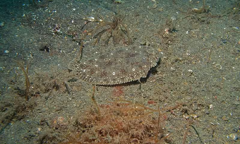 Dokumentasi Pardachirus pavoninus