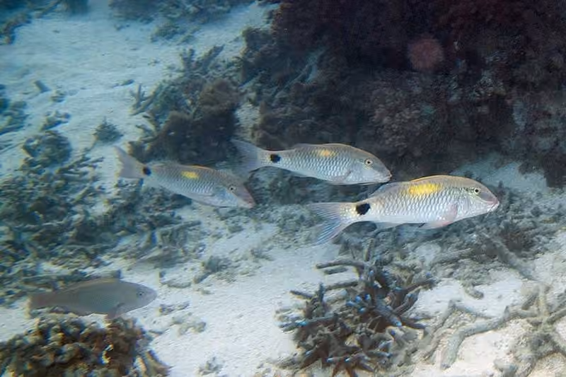 Dokumentasi Parupeneus indicus