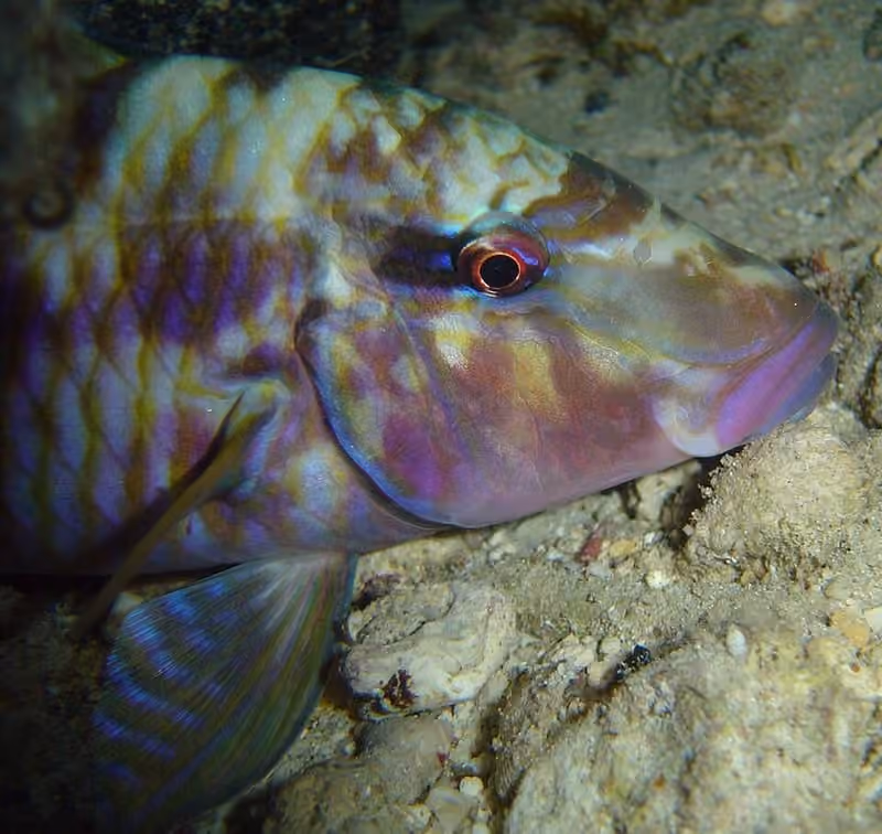 Bagian kepala Parupeneus multifasciatus dalam foto.
