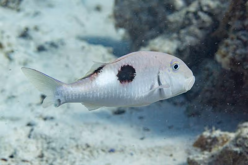 Dokumentasi Parupeneus pleurostigma