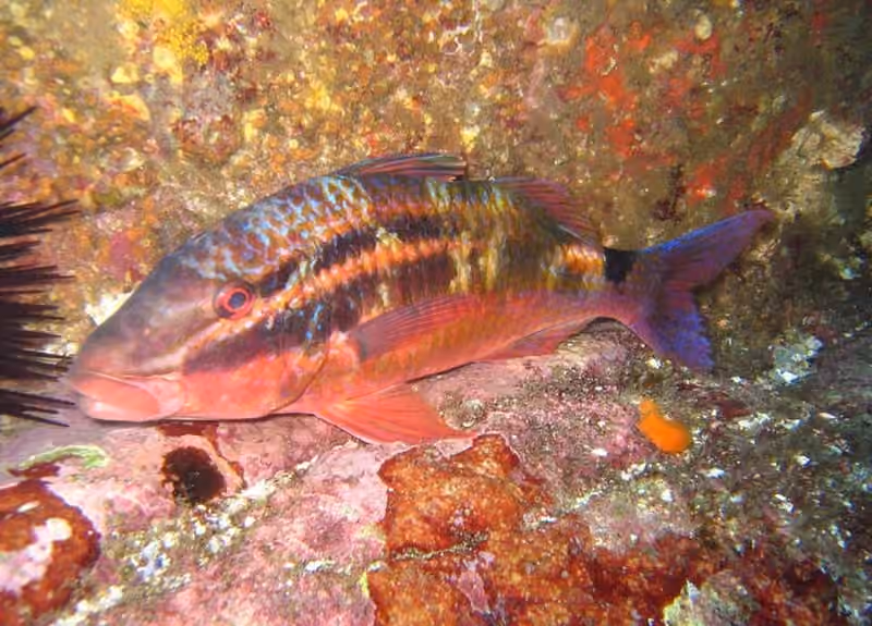 Dokumentasi Parupeneus spilurus
