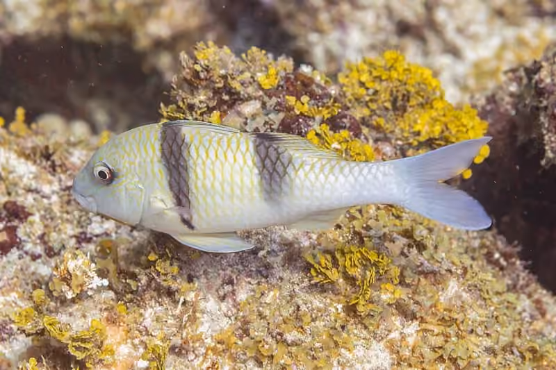Dokumentasi Parupeneus trifasciatus