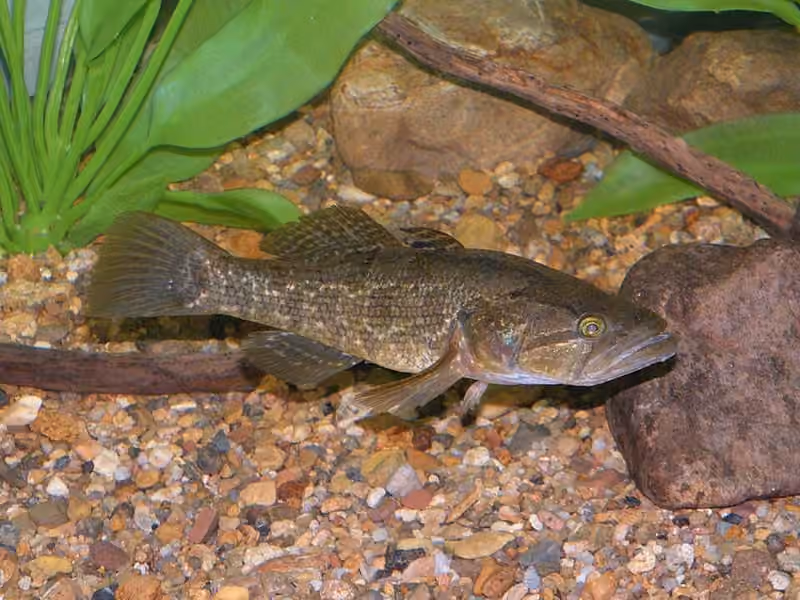 Dokumentasi Perccottus glenii