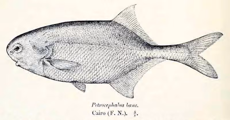 Ilustrasi dokumenter Petrocephalus bane.