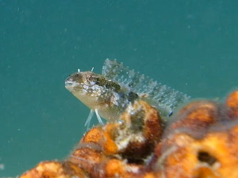 Dokumentasi Petroscirtes breviceps