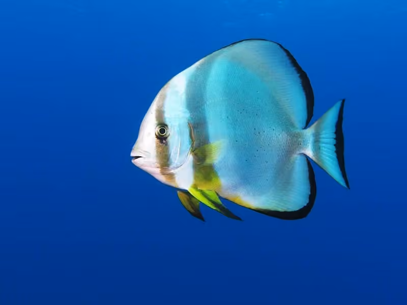 Dokumentasi Platax orbicularis
