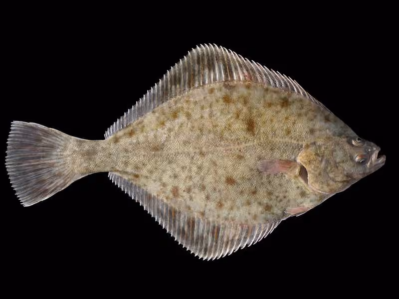 Dokumentasi Platichthys flesus
