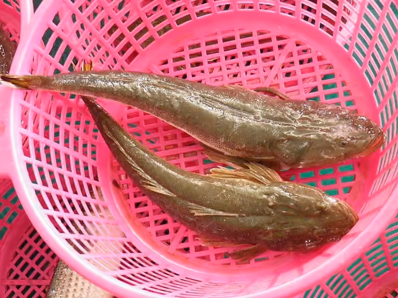 Dokumentasi Platycephalus indicus