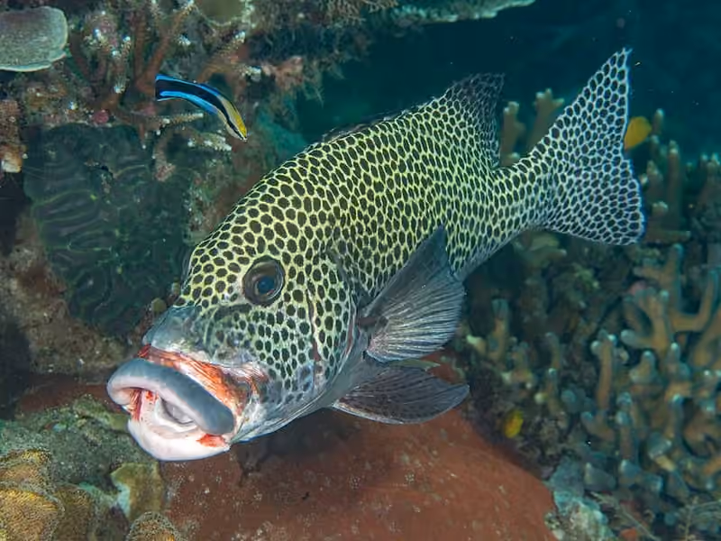 Dokumentasi Plectorhinchus chaetodonoides