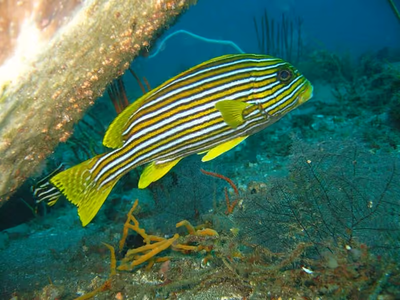 Dokumentasi Plectorhinchus polytaenia
