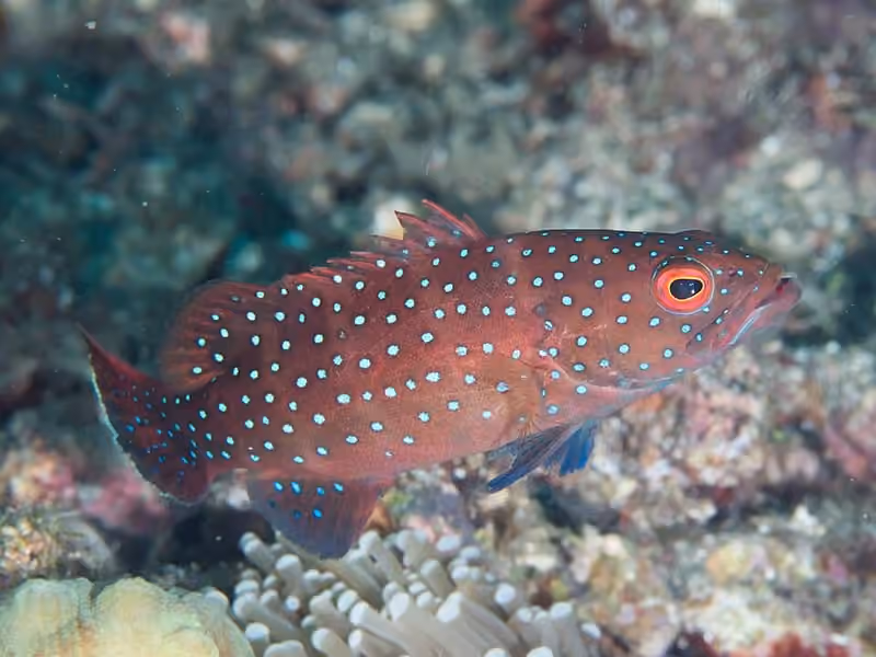 Dokumentasi Plectropomus maculatus