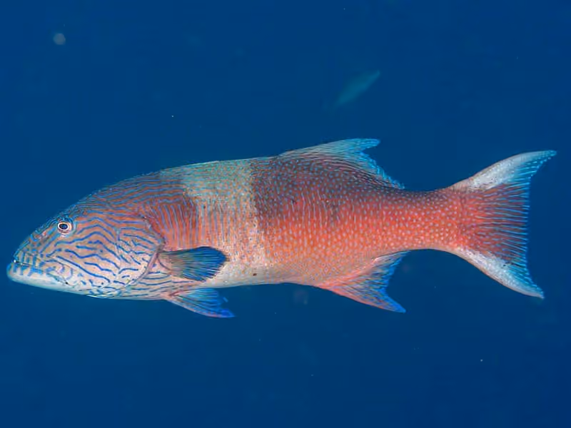 Dokumentasi Plectropomus oligacanthus