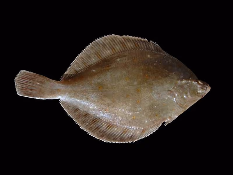 Dokumentasi Pleuronectes platessa
