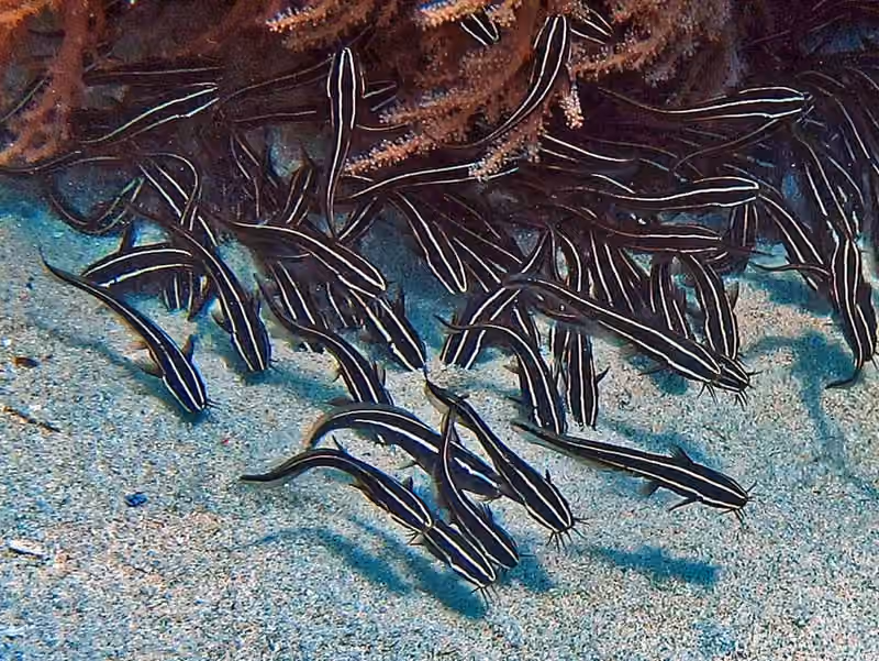 Dokumentasi Plotosus lineatus