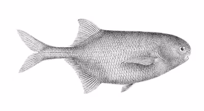 Ilustrasi dokumenter Pollimyrus isidori.