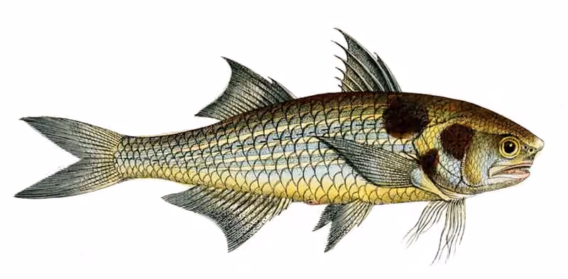 Ilustrasi dokumenter Polydactylus sextarius.