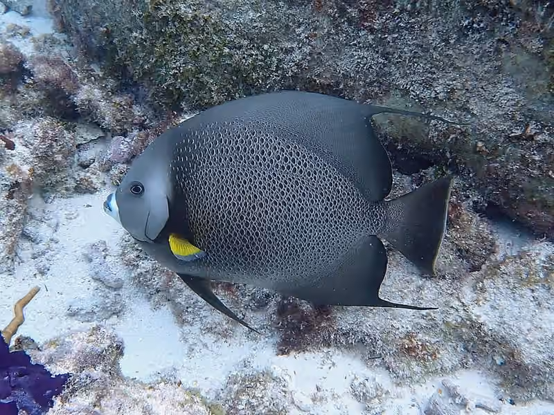Dokumentasi Pomacanthus arcuatus