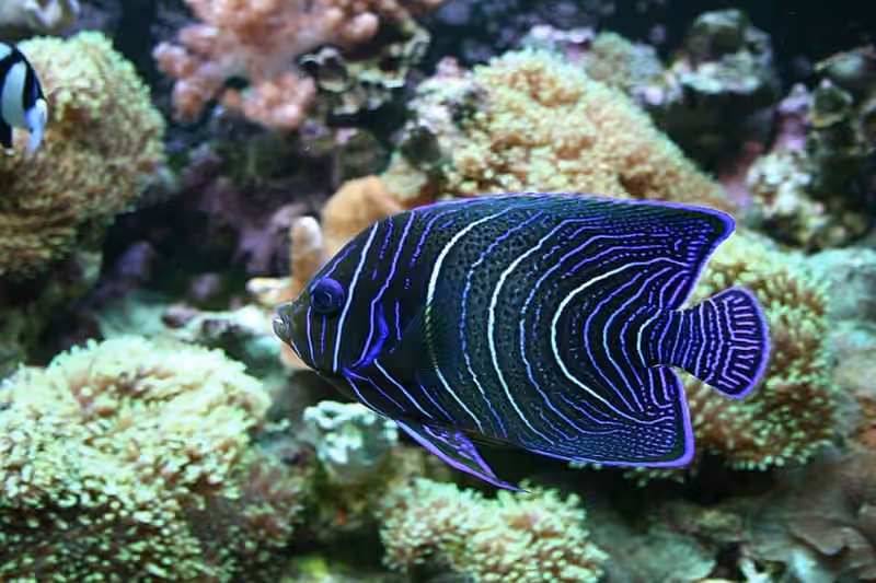 Dokumentasi Pomacanthus semicirculatus