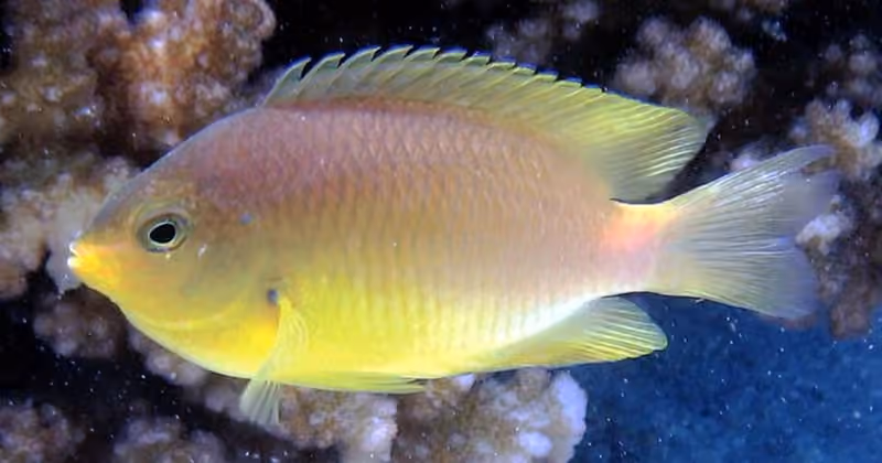 Dokumentasi Pomacentrus amboinensis