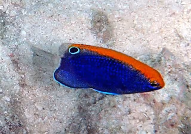 Dokumentasi Pomacentrus chrysurus