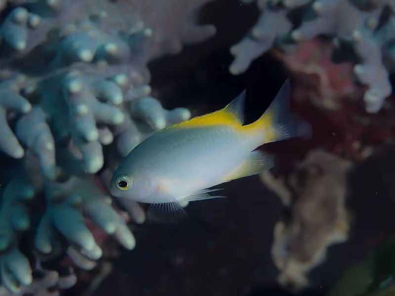 Dokumentasi Pomacentrus lepidogenys