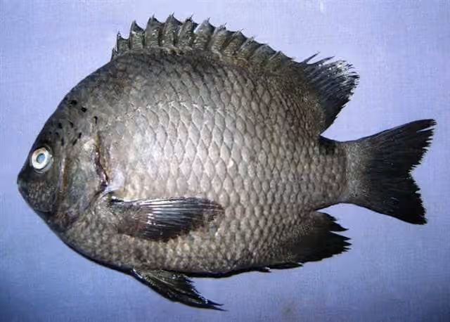 Dokumentasi Pomacentrus tripunctatus