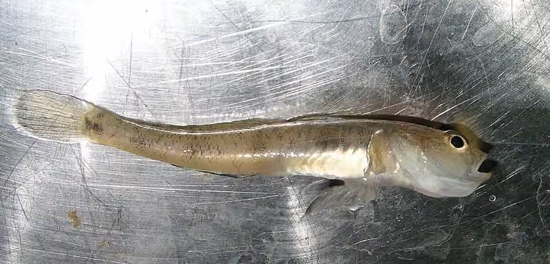 Dokumentasi Pomatoschistus minutus