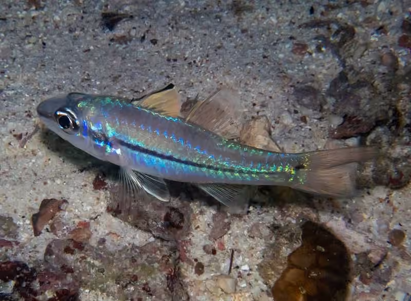 Dokumentasi Pristiapogon exostigma