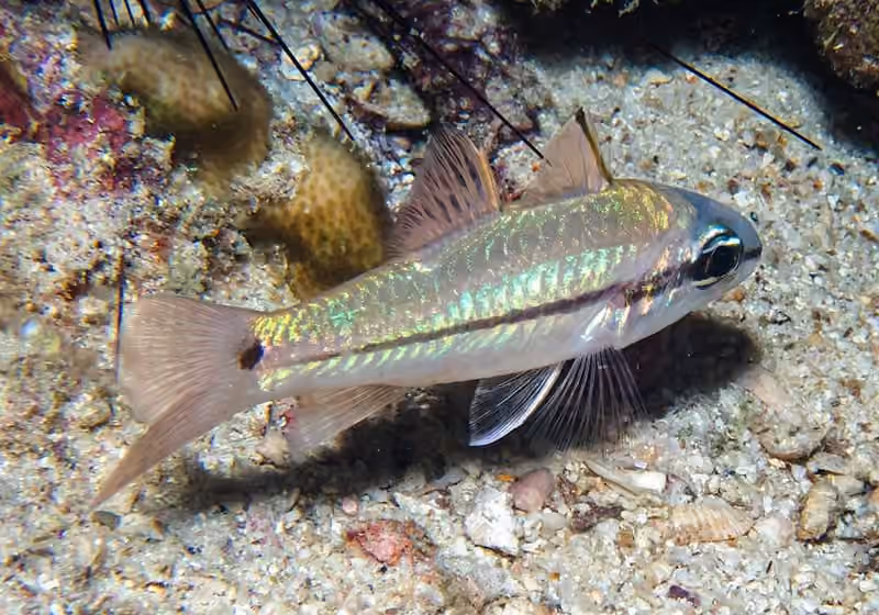 Dokumentasi Pristiapogon fraenatus