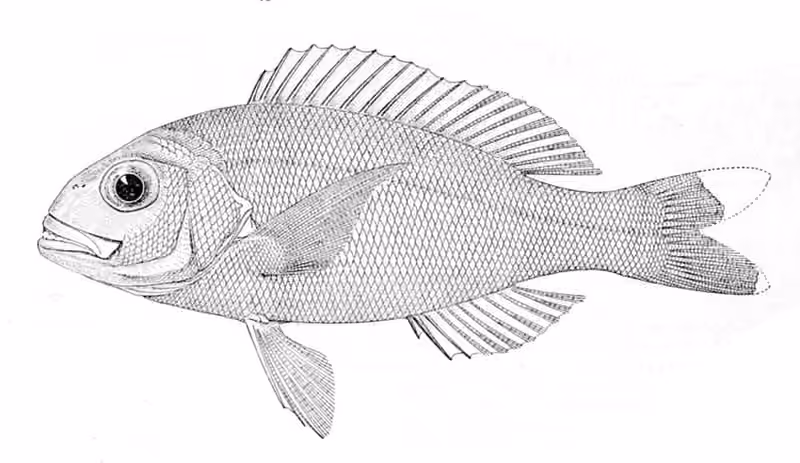 Ilustrasi dokumenter Pristipomoides zonatus.