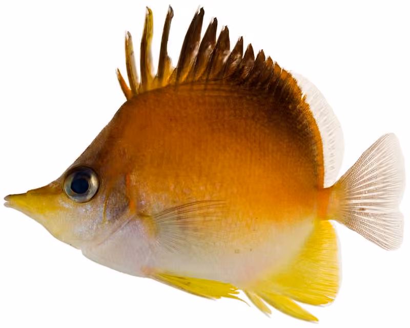 Dokumentasi Prognathodes aculeatus